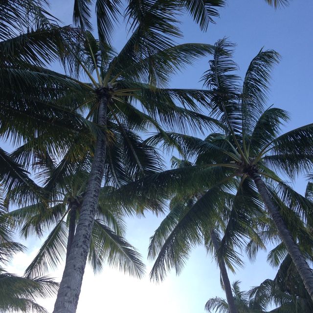 Palm Cove | Paradise  
