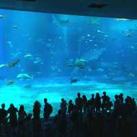美麗海水族館