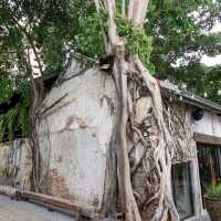 คาเฟ่แอนทีคสไตล์จีนจากตึกเก่า200ปี