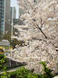 서울의 숨은 벚꽃 명소, 방학천