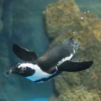 【京都】京都水族館の可愛すぎるペンギンさん✨✨
