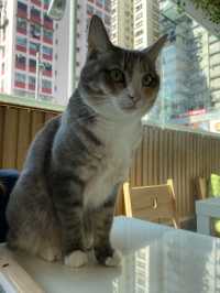 港版《大叔的愛》取景餐廳 - 貓之茶房🐱