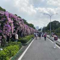泰山區蒜香花爆炸開把握花期賞花