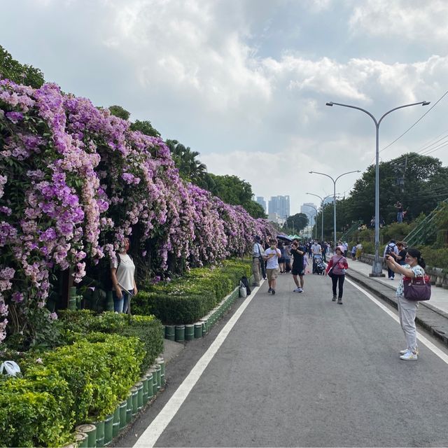 泰山區蒜香花爆炸開把握花期賞花
