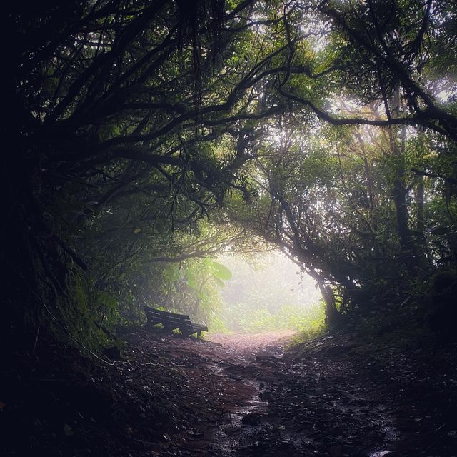 Monteverde Cloud Forest Reserve