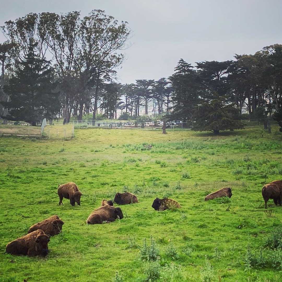 Amazing buffalo paddock at Golden Gate Park | Trip.com San Francisco  Travelogues