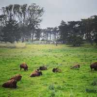 Amazing buffalo paddock at Golden Gate Park