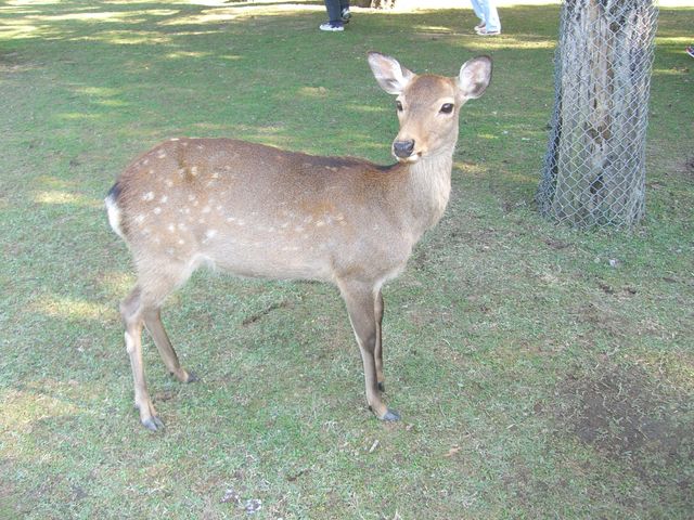 奈良公園の鹿たち