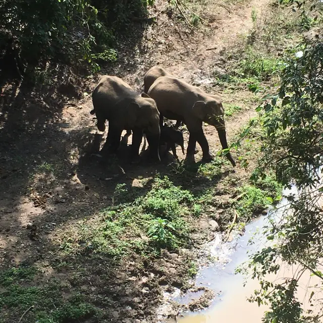 Wild elephants or zoo elephants?