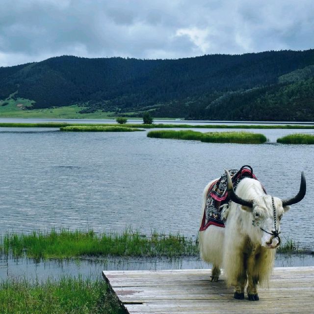 Lakes, grasslands and yaks