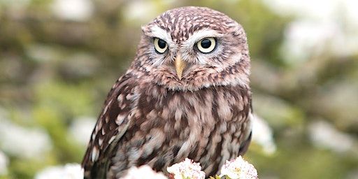 SPFGA Naturalist Series - Owls, Owlers, and Owling in Alberta | Ketchamoot Creek Property (the range), 50302 Rge Rd 203