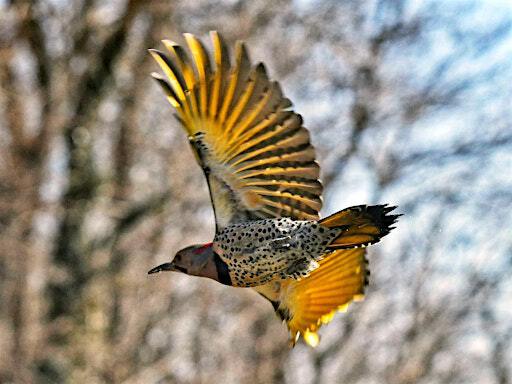 Bird Photography for Beginners | Blithewold Mansion, Gardens & Arboretum