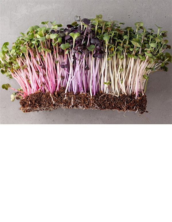 How to Grow Microgreens, In-Person Class | UF IFAS Extension Orange County