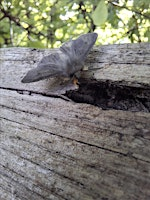 Wilder Kent Experience: Moth Morning at Sevenoaks Wildlife Reserve | Sevenoaks Wildlife Reserve - Kent Wildlife Trust