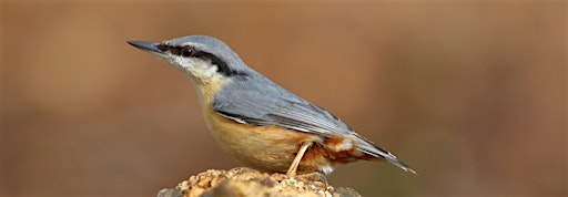 Beginners’ Birdwatching and Bird Song | Sevenoaks Wildlife Reserve & Jeffery Harrison Visitor Centre