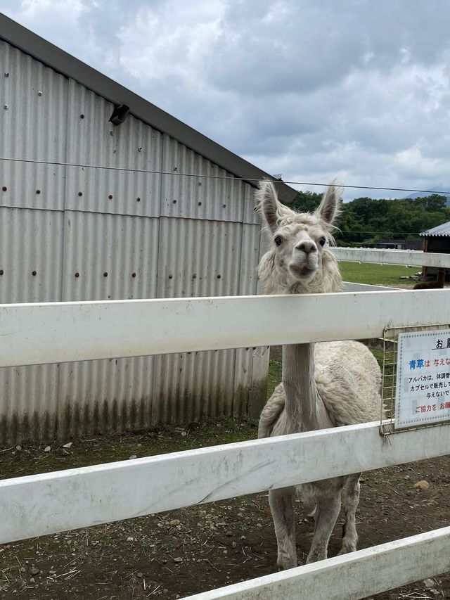 アルパカ牧場
