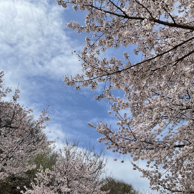 의외로 인파가 적은 벚꽃명소, 서울숲