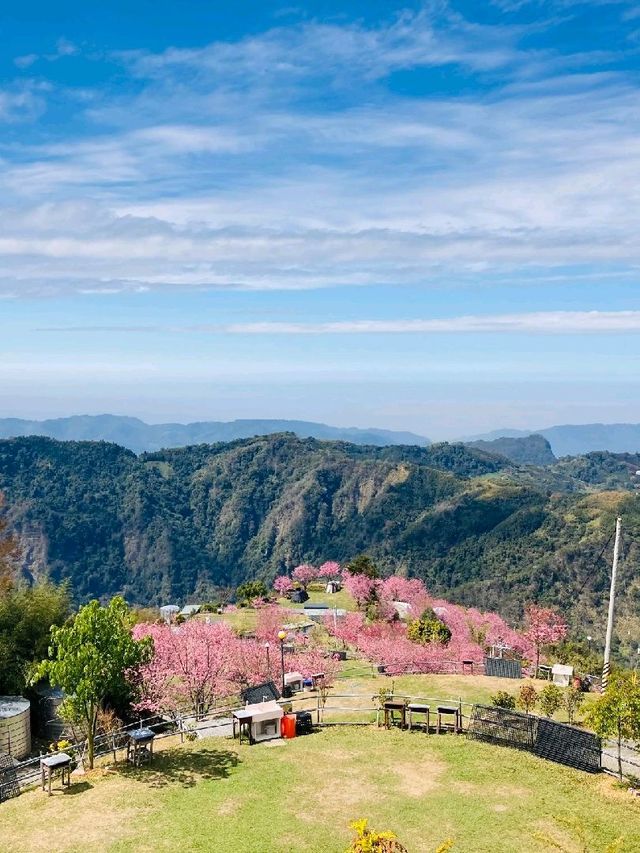 천상계 벚꽃 캠핑장