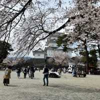 【神奈川】お城と満開の桜が美しい桜の名所🌸