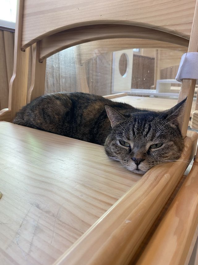 港版《大叔的愛》取景餐廳 - 貓之茶房🐱