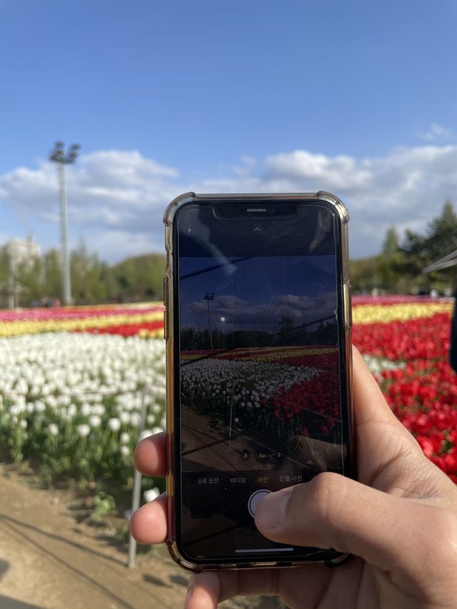 튤립이 정말 예쁜 청주 문암생태공원🌷