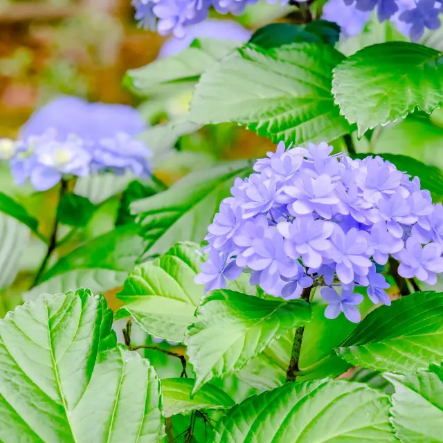 上野東照宮周辺の紫陽花