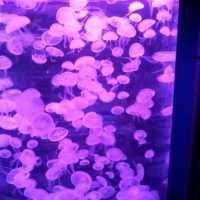 The Jelly Fish and Deep Ocean Marine Life