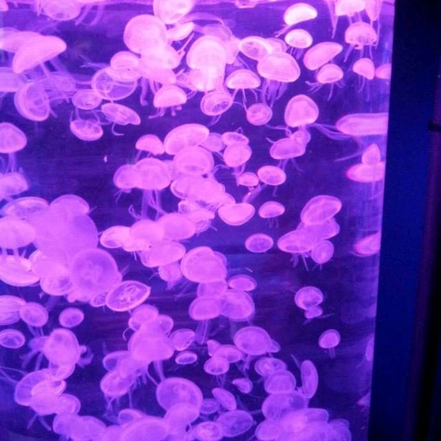 The Jelly Fish and Deep Ocean Marine Life