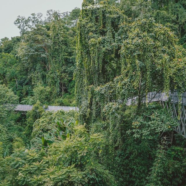  𝐂𝐚𝐧𝐨𝐩𝐲 𝐖𝐚𝐥𝐤𝐰𝐚𝐲  เชียงใหม่