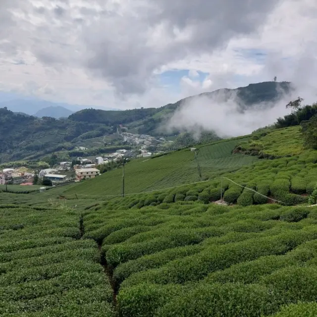 出差的小確幸-阿里山公路