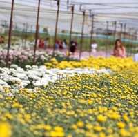 สวนเบญจมาศบิ๊กเต้-สวนบิ๊กเต้ BigTae Garden