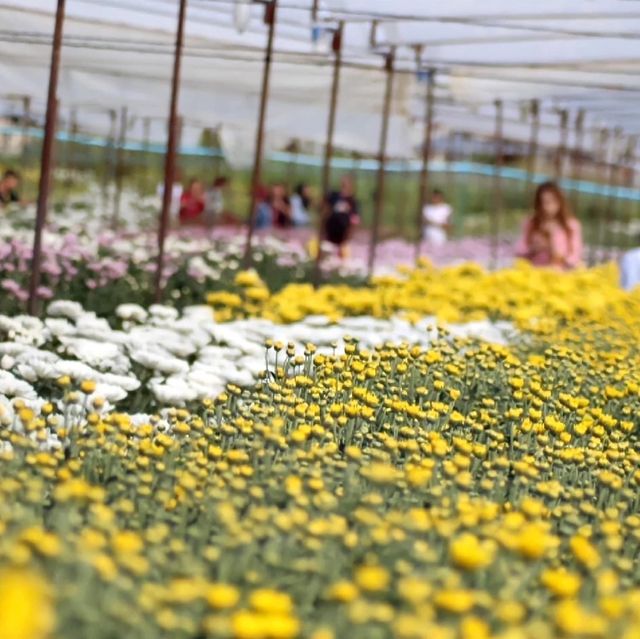 สวนเบญจมาศบิ๊กเต้-สวนบิ๊กเต้ BigTae Garden