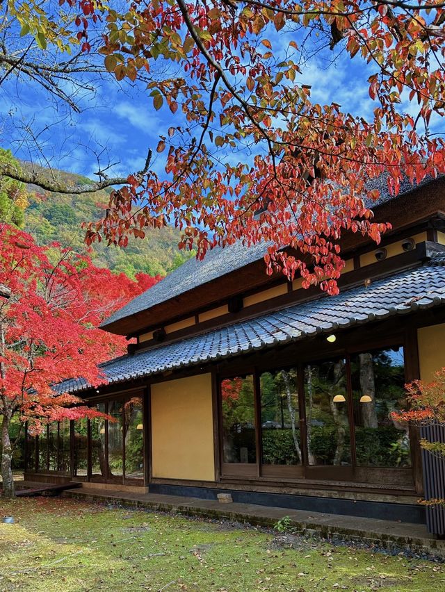 大分の紅葉🍁