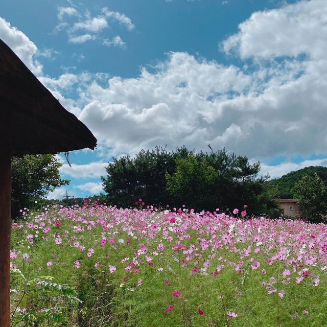 횡성 코스모스 맛집🌸