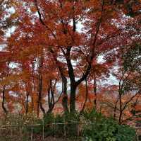 Arashiyama park