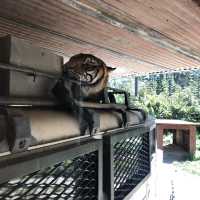 帶小孩必去 雪梨野生動物園