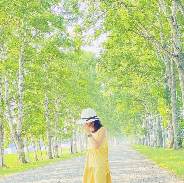 十勝にある美しい並木道
