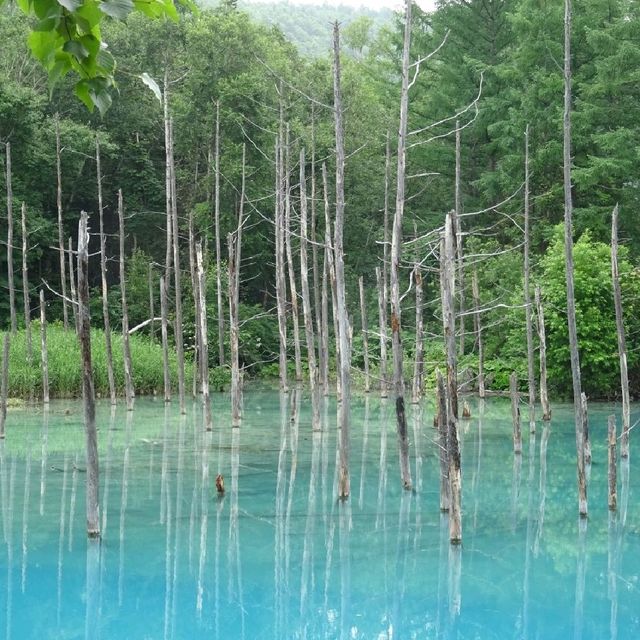 【青い池と白ひげの滝】
