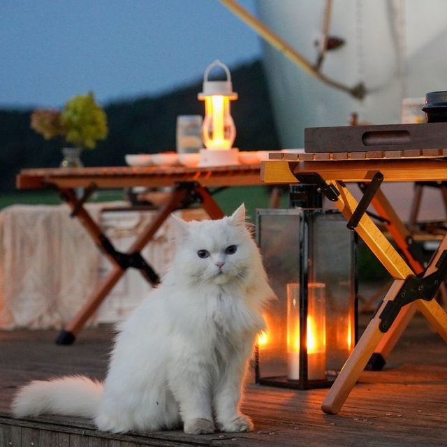 [엠버리조트 BBQ 캠프닉 하잰]