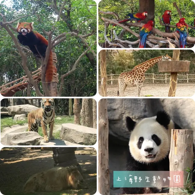上海野生動物園👏🏻旅行🧳之選