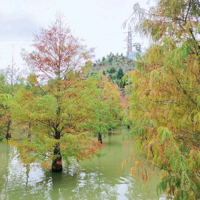 📍苗栗三灣落羽松秘境莊園🌲熱門浪漫景點