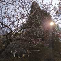 《台中》福壽山農場 天池～