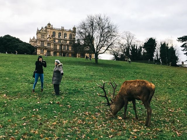 英國Nottingham Wollaton Park - 蝙蝠俠與小鹿