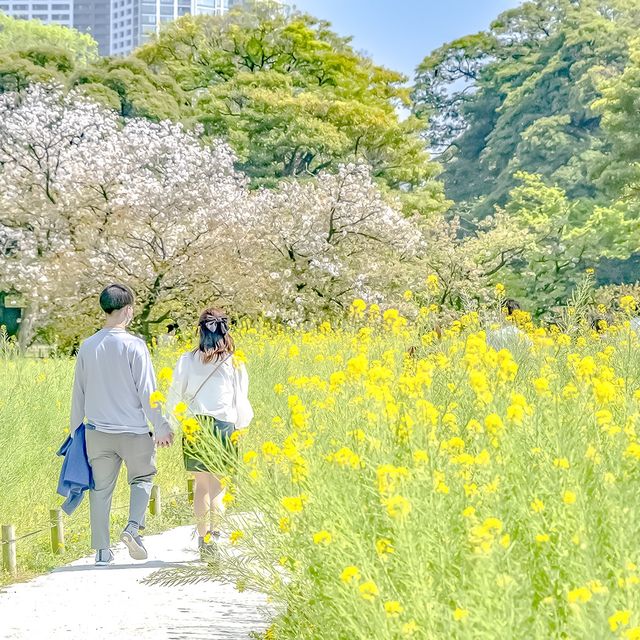 浜離宮の美しい菜の花畑の中