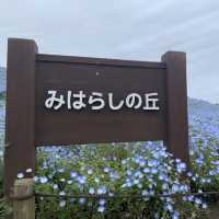 【茨城】ネモフィラの絶景！国営ひたち海浜公園