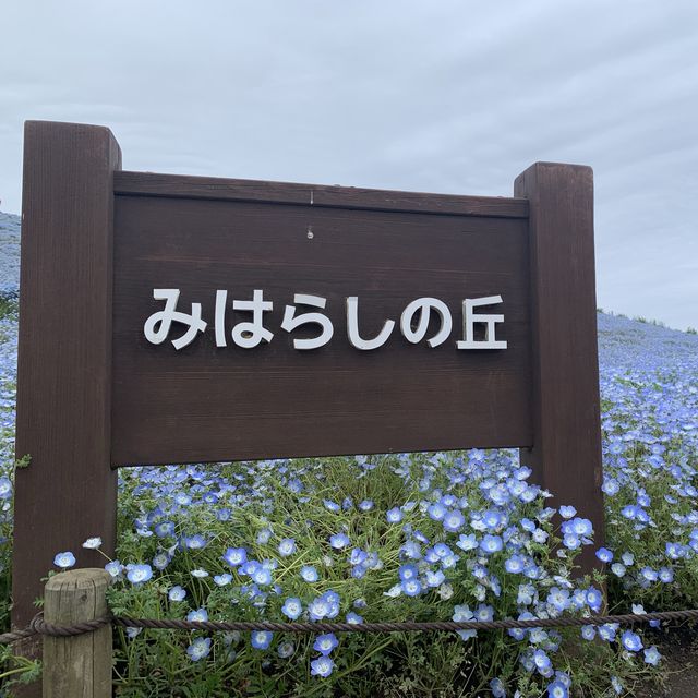 【茨城】ネモフィラの絶景！国営ひたち海浜公園