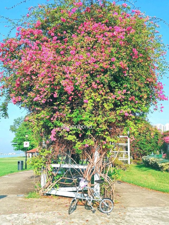 Morning Cycling @East Coast Beach Park