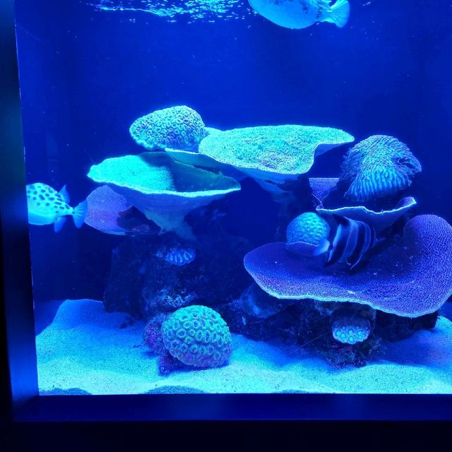 A small aquarium but great experience!