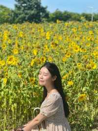 서울 근교 해바라기 맛집은 대부도🌻