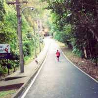 เดินกินลม..ชมลิง..ที่ป่าในเมือง(ภูเก็ต)
